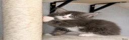 Maine Coon cats for sale: 🐾 FULLY REGISTERED PEDIGREE MAINE COON KITTENS 🐾 - Advert 9