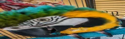 Macaws birds for sale: Blue & Gold Macaw – Mango (9 Years Old) - Advert 7