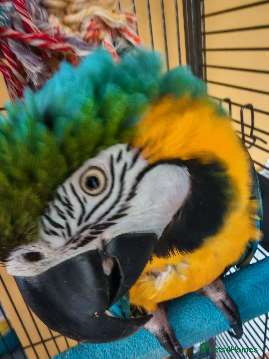 Macaws birds for sale: Blue & Gold Macaw – Mango (9 Years Old) - Advert 7
