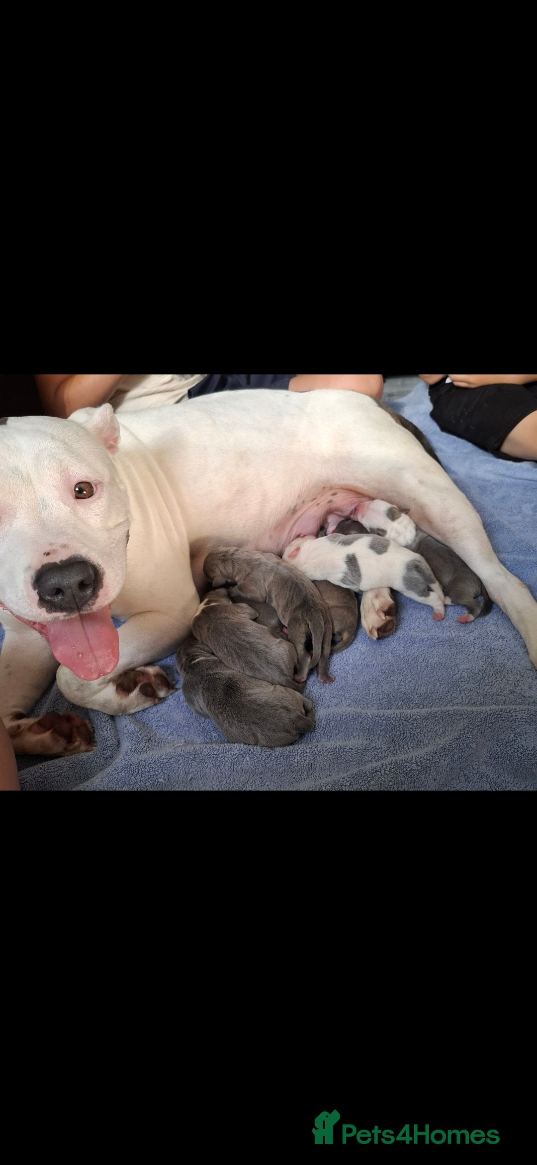 Staffordshire Bull Terrier dogs for sale: 7 Beautiful Staffordshire bull terrier puppies  - Image 1