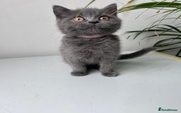 British Shorthair cats for sale: beautiful BSH girl (one girl left)  - Image 10