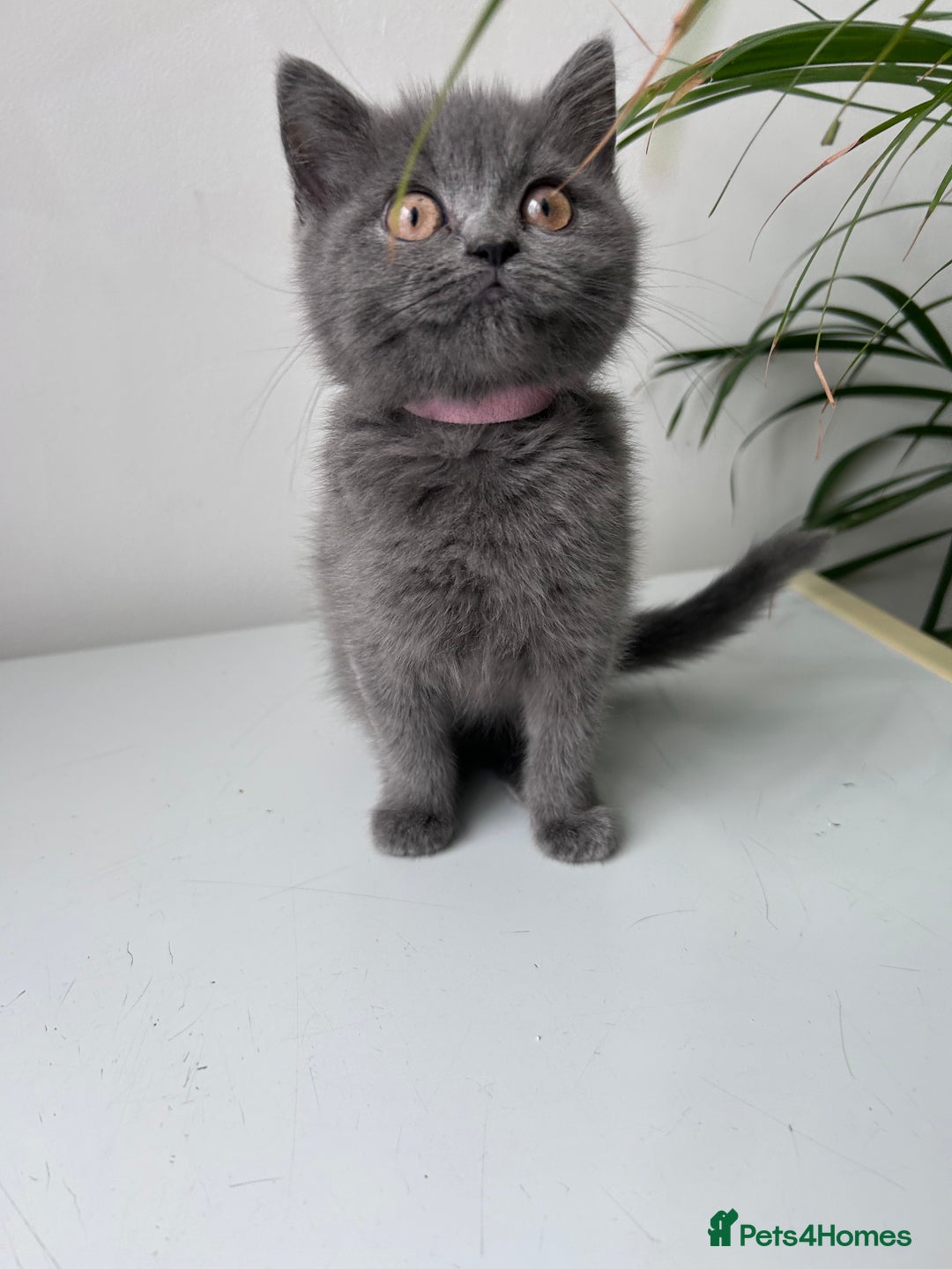 British Shorthair cats for sale: beautiful BSH girl (one girl left)  - Image 10