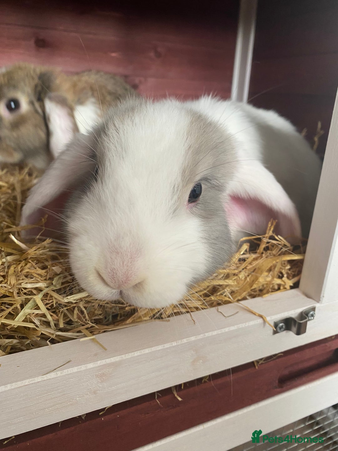 English Lop rabbits for sale: 2 female rabbits (free) - Image 2