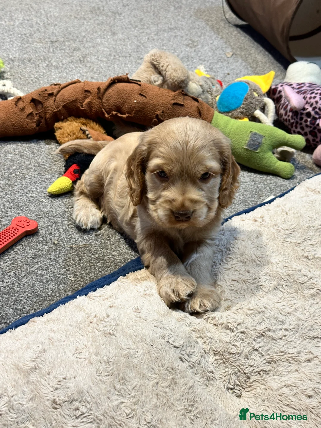 Cocker Spaniel dogs for sale: 2 Handsome Choc+tan and Gold boys - Advert 21
