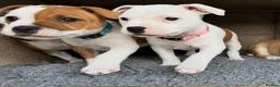Staffordshire Bull Terrier dogs for sale: Beautiful Staffordshire Bull Terrier Puppies 🐾 in Richmond - Advert 6