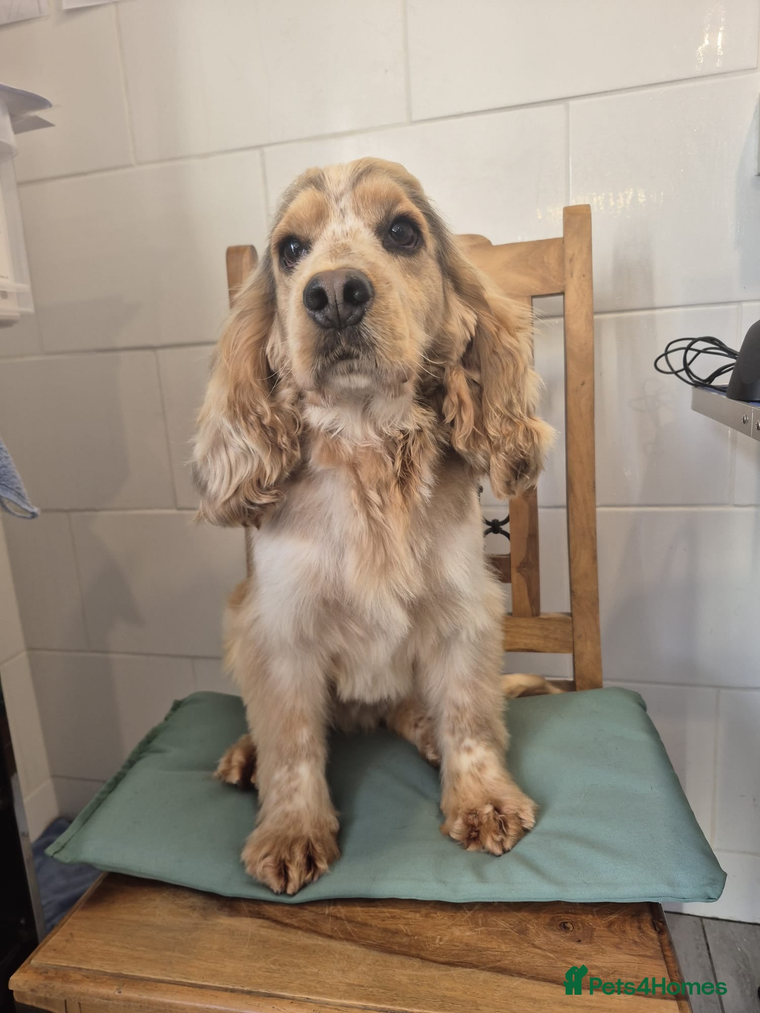 Cocker Spaniel dogs Kc Registered Cocker Spaniel Stud in March - Advert 16