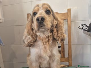 Cocker Spaniel dogs Kc Registered Cocker Spaniel Stud in March - Advert 23