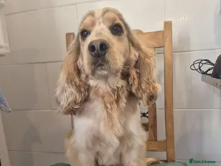 Cocker Spaniel dogs Kc Registered Cocker Spaniel Stud in March - Advert 21