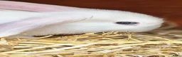 Mixed Breed rabbits for sale: 2 male rabbits plus hutches for sale - Advert 6