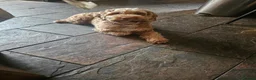 Cockapoo dogs for sale: Rehome 3 Yr old Cockapoo girl in Matlock - Advert 7
