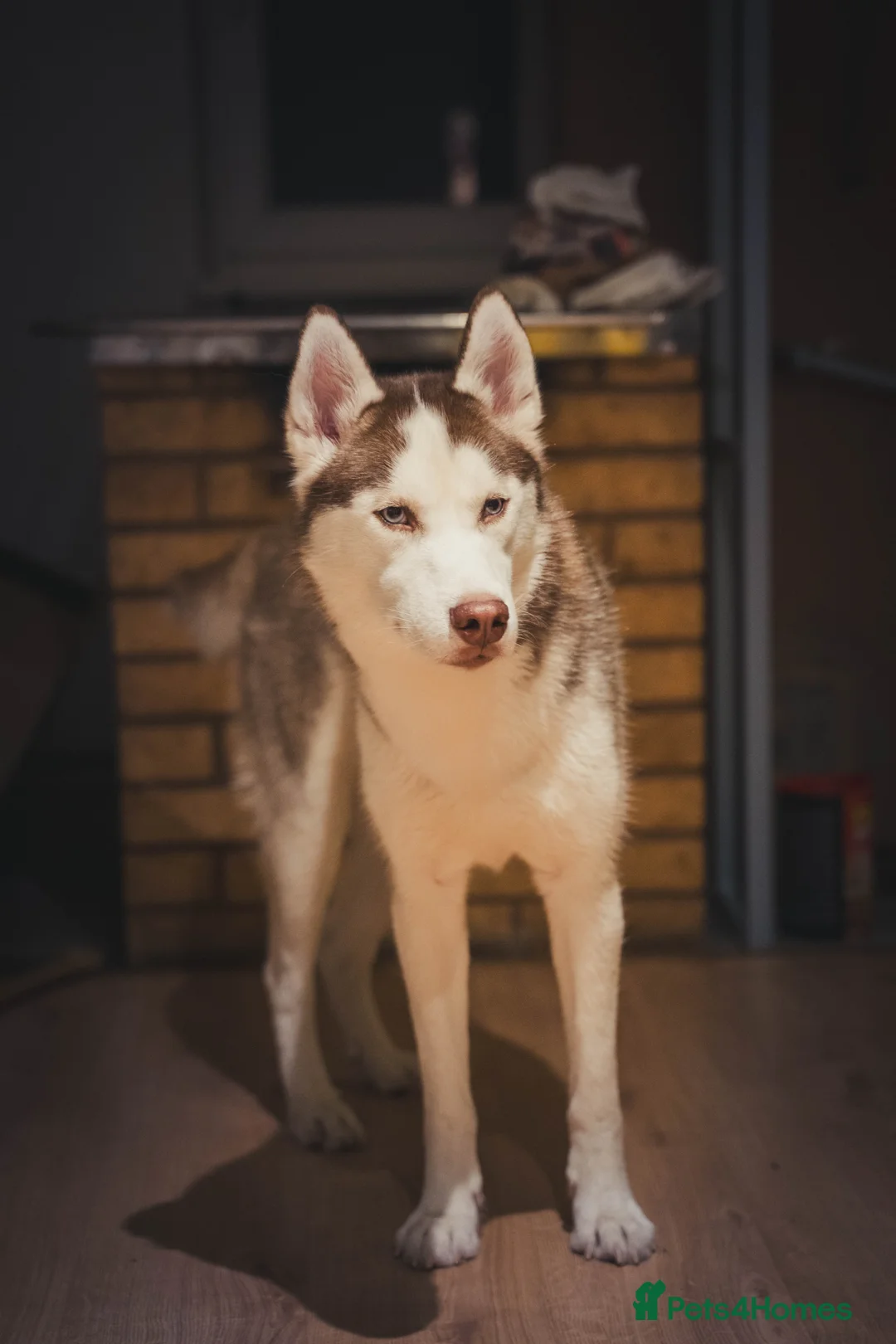 Siberian Husky dogs for stud: Imported Blue Eyed, Red & White Husky Stud in Treorchy - Advert 1