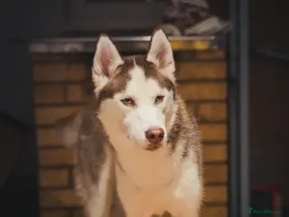 Siberian Husky dogs Imported Blue Eyed, Red & White Husky Stud in Treorchy - Advert 7