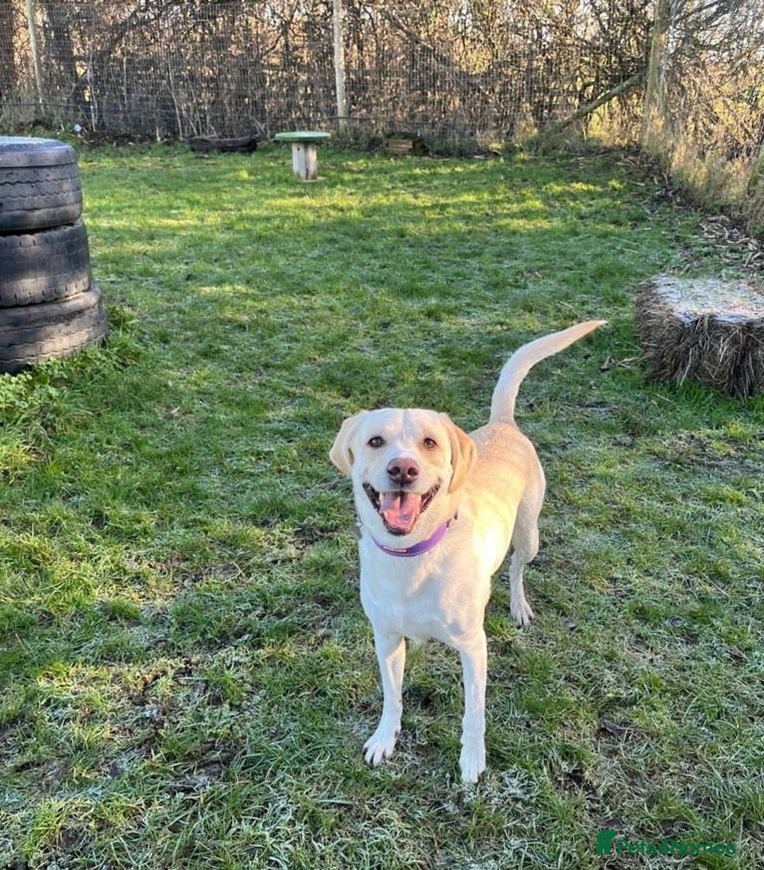 Labrador Retriever dogs for sale: Stunning KC Reg Yellow Labrador Puppies - Image 3