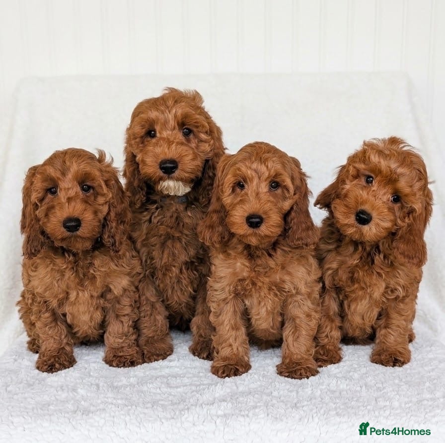 Cockapoo dogs Adorable Cockapoo puppies - Advert 1
