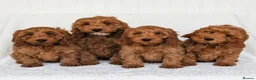Cockapoo dogs for sale: Adorable Cockapoo puppies - Advert 1