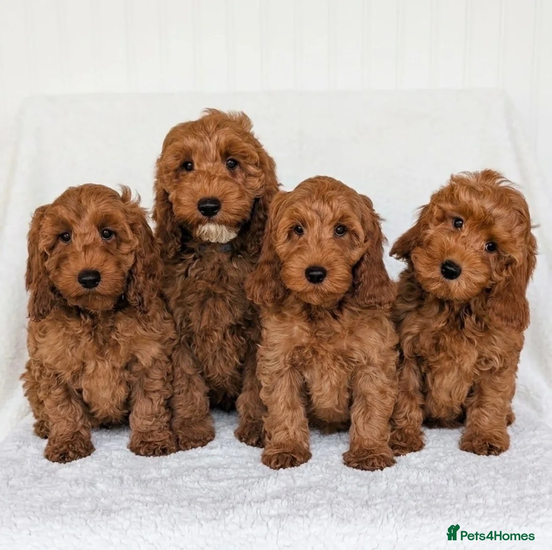 Cockapoo dogs for sale: Adorable Cockapoo puppies - Advert 1