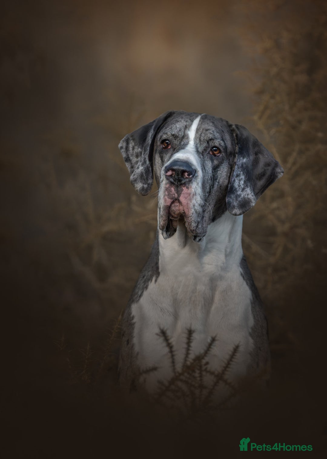 Great Dane dogs for stud: Great Dane merle stud dog  - Advert 5