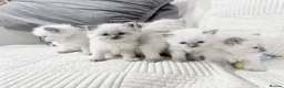 Ragdoll cats for sale: Blue Point Ragdoll Kittens for sale - Advert 20