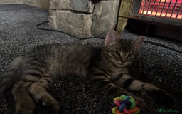 Pixie Bob cats for sale: 1 pixie bob kitten left out of 4  - Image 1