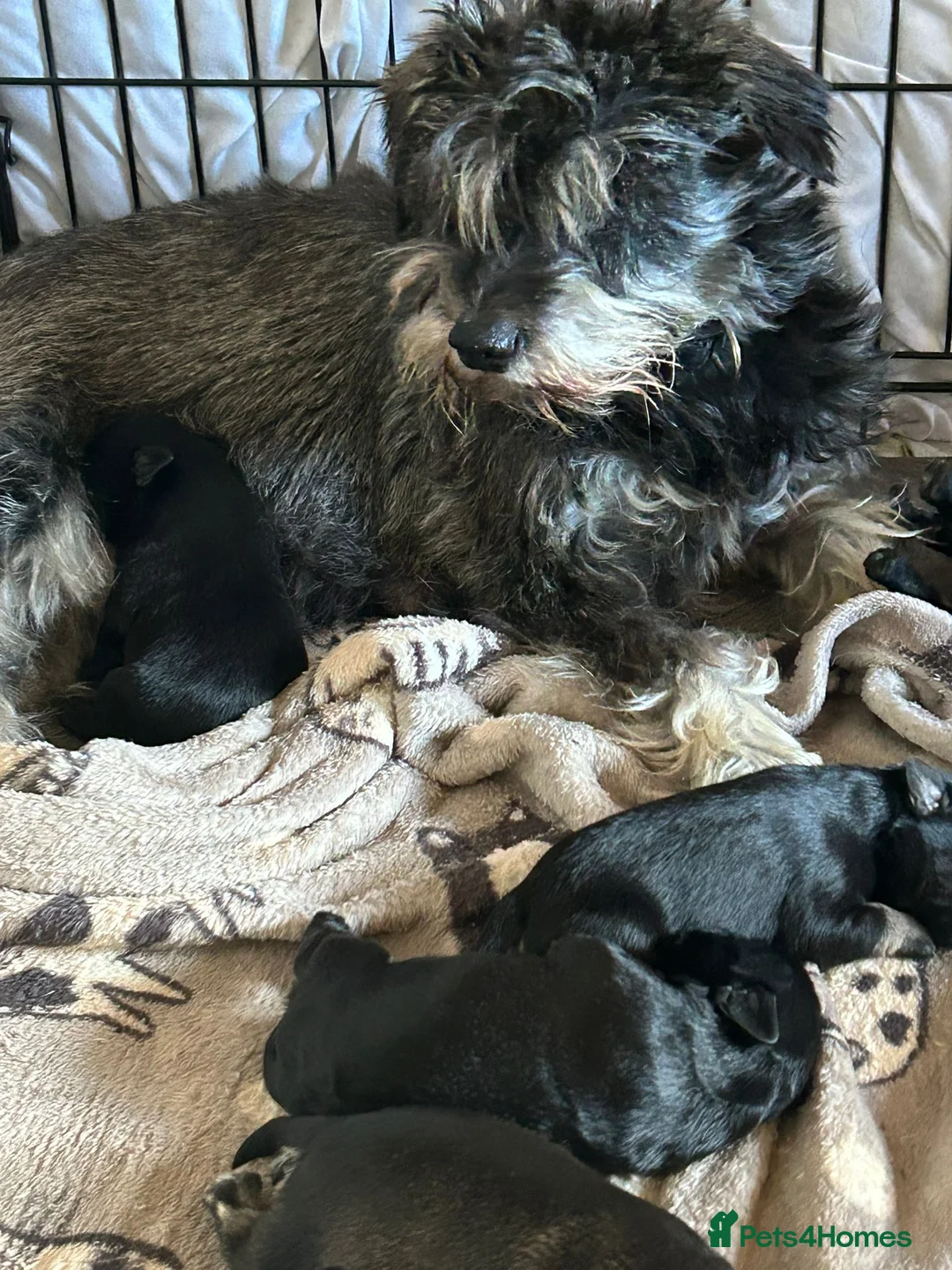Miniature Schnauzer dogs for sale: MINITURE SCHNAUZER PUPS 2 BOYS 4 GIRLS  - Advert 4