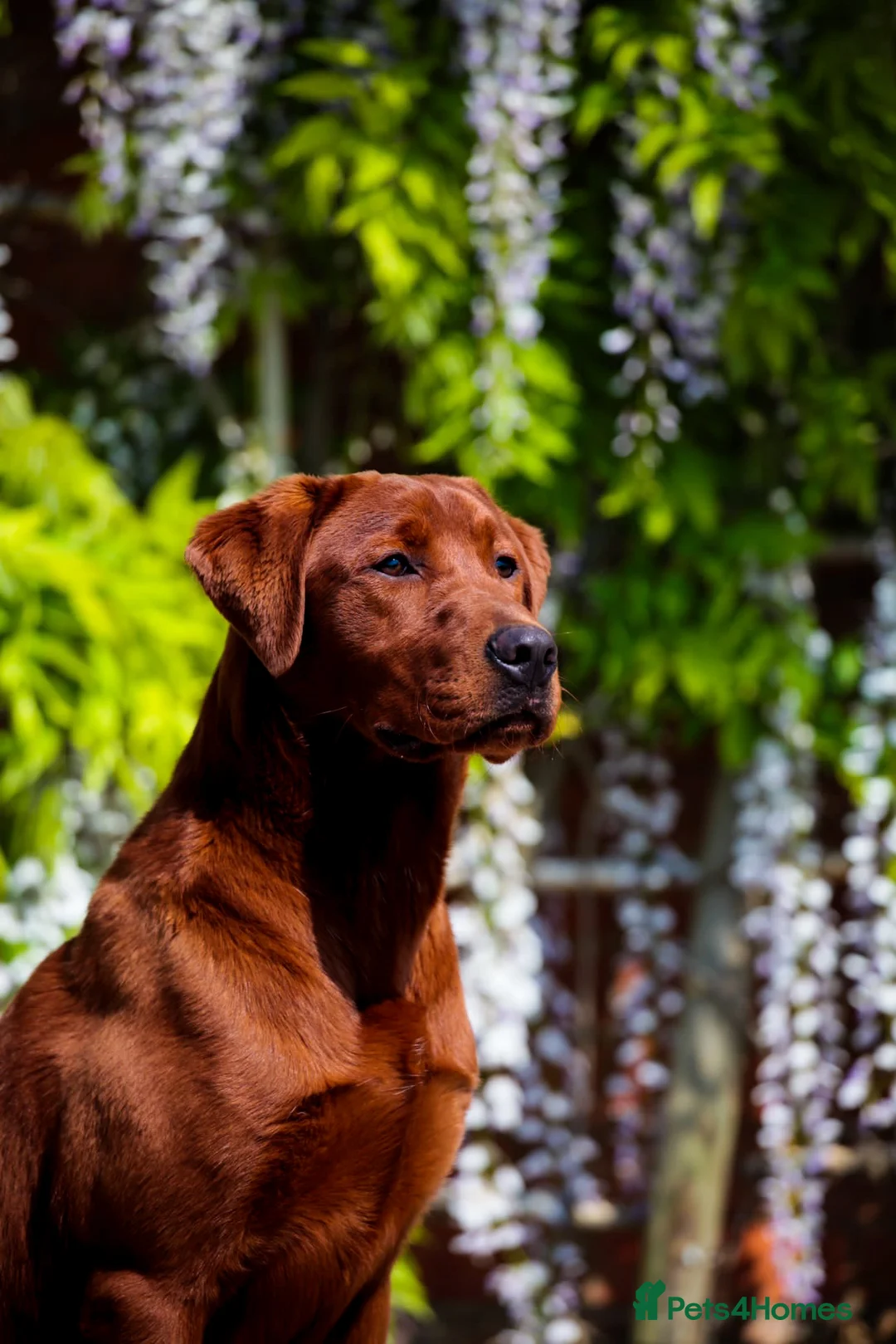 Labrador Retriever dogs for stud: AGLABS ICON - HEALTH TESTED DARKEST FOX RED in Grantham - Advert 11