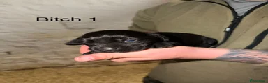 Bitch 1