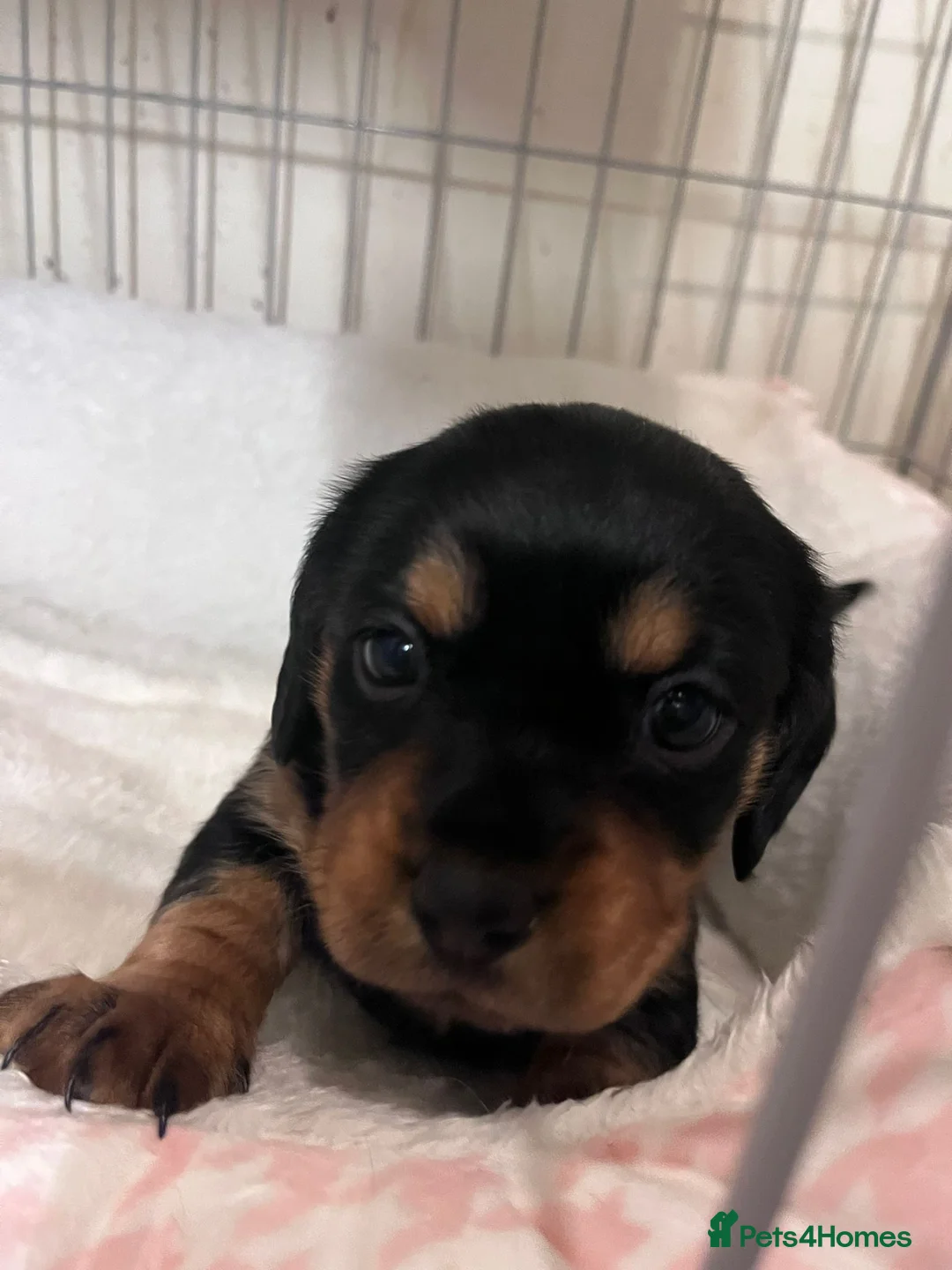 Mixed Breed dogs for sale: Daschund X Pug - Advert 11