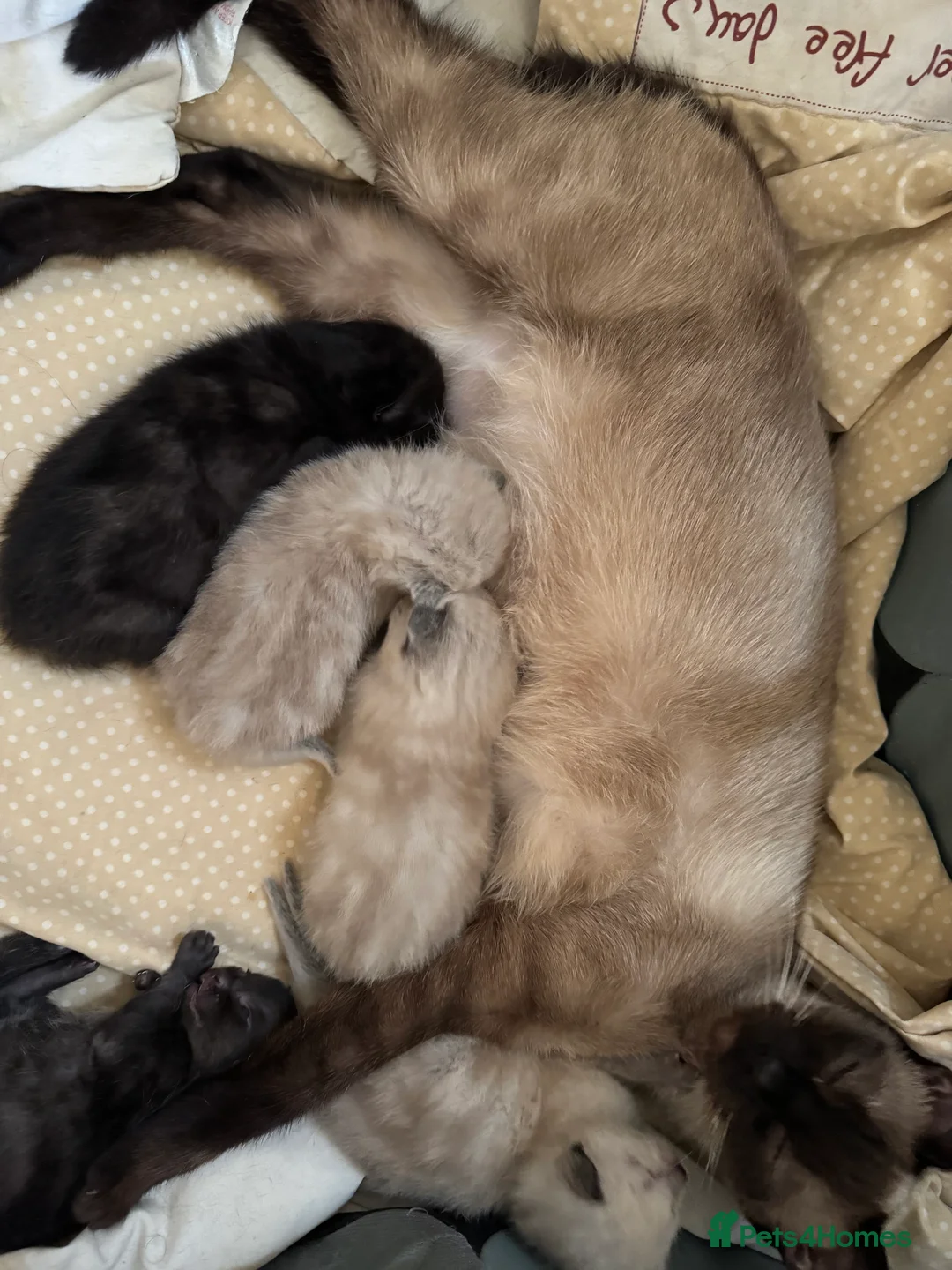 Siamese cats for sale: Fluffy Siamese point Bengals  - Advert 26