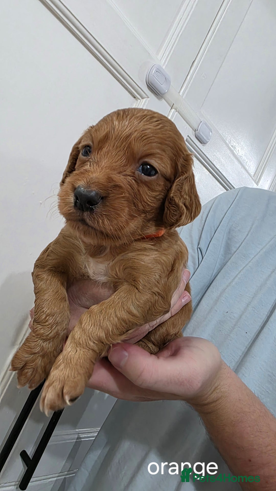 Cocker Spaniel dogs for sale: Working Cocker spaniel puppies - Advert 16