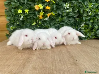 Mini Lop rabbits Mini lops ready to reserve - Advert 5