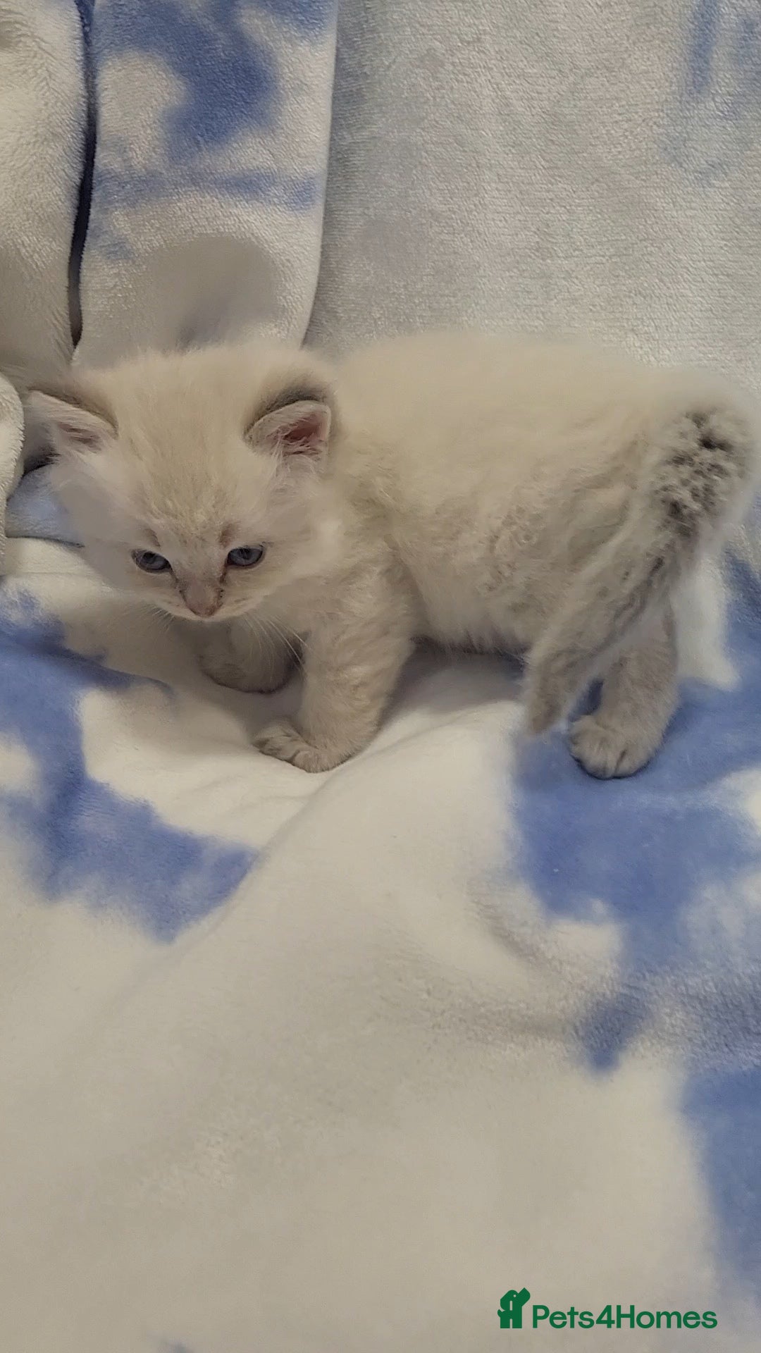 Ragdoll cats for sale: GCCF registered Males - Advert 6