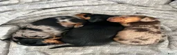 Miniature Dachshund dogs for sale: Being raised right - mini dachshunds - Advert 2