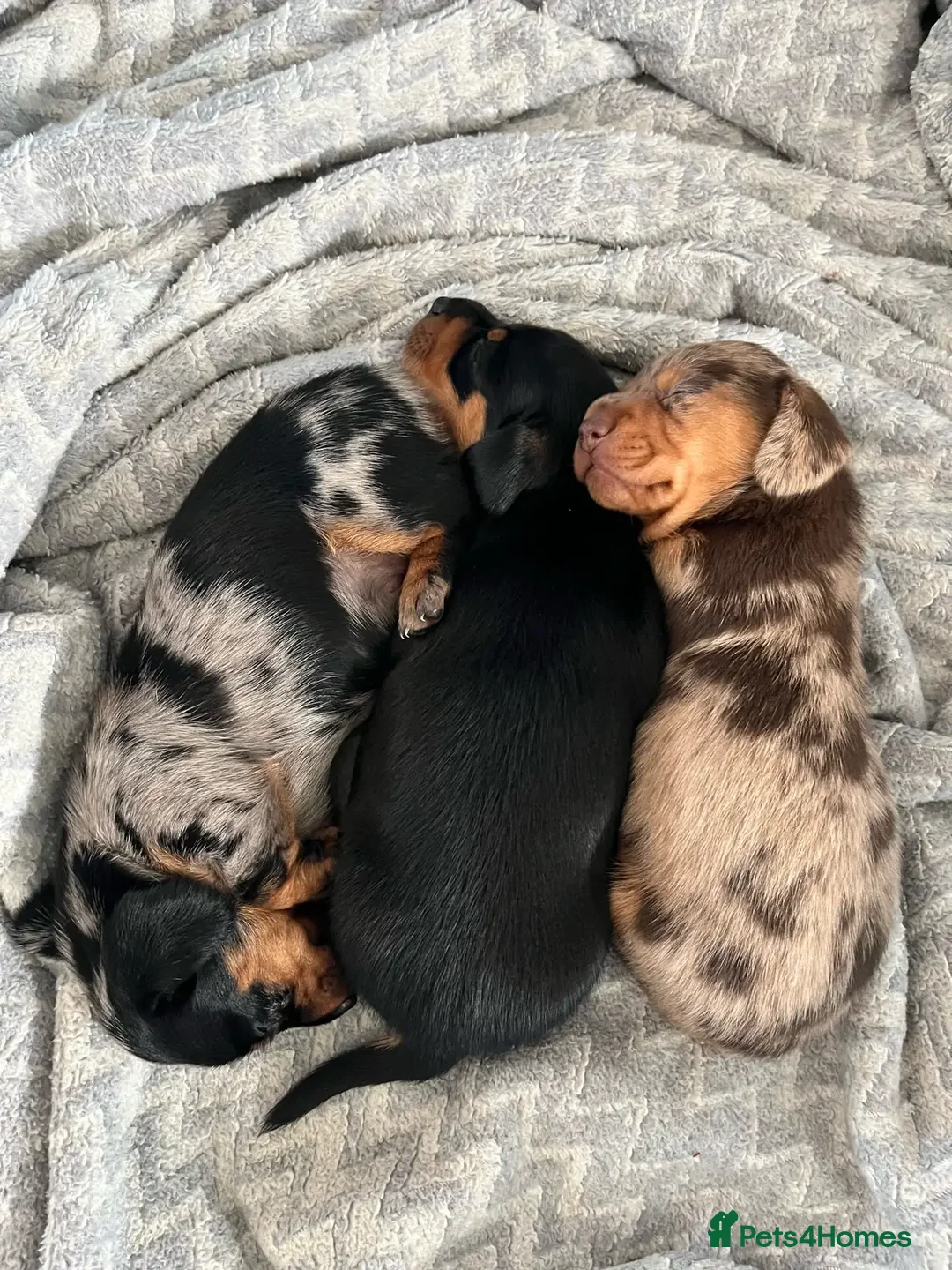 Miniature Dachshund dogs for sale: Being raised right - mini dachshunds - Advert 2