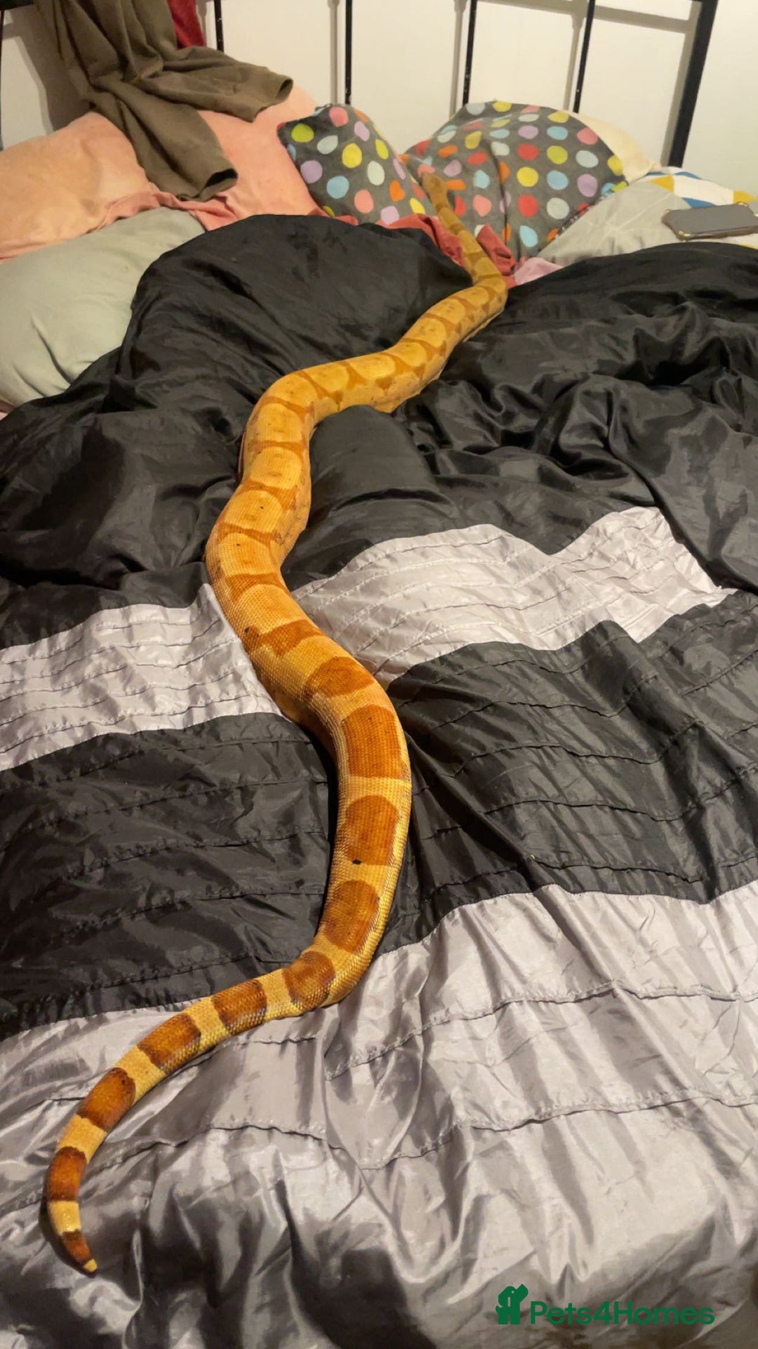 Boa Snake reptiles for sale: Salmon het boa - Image 2