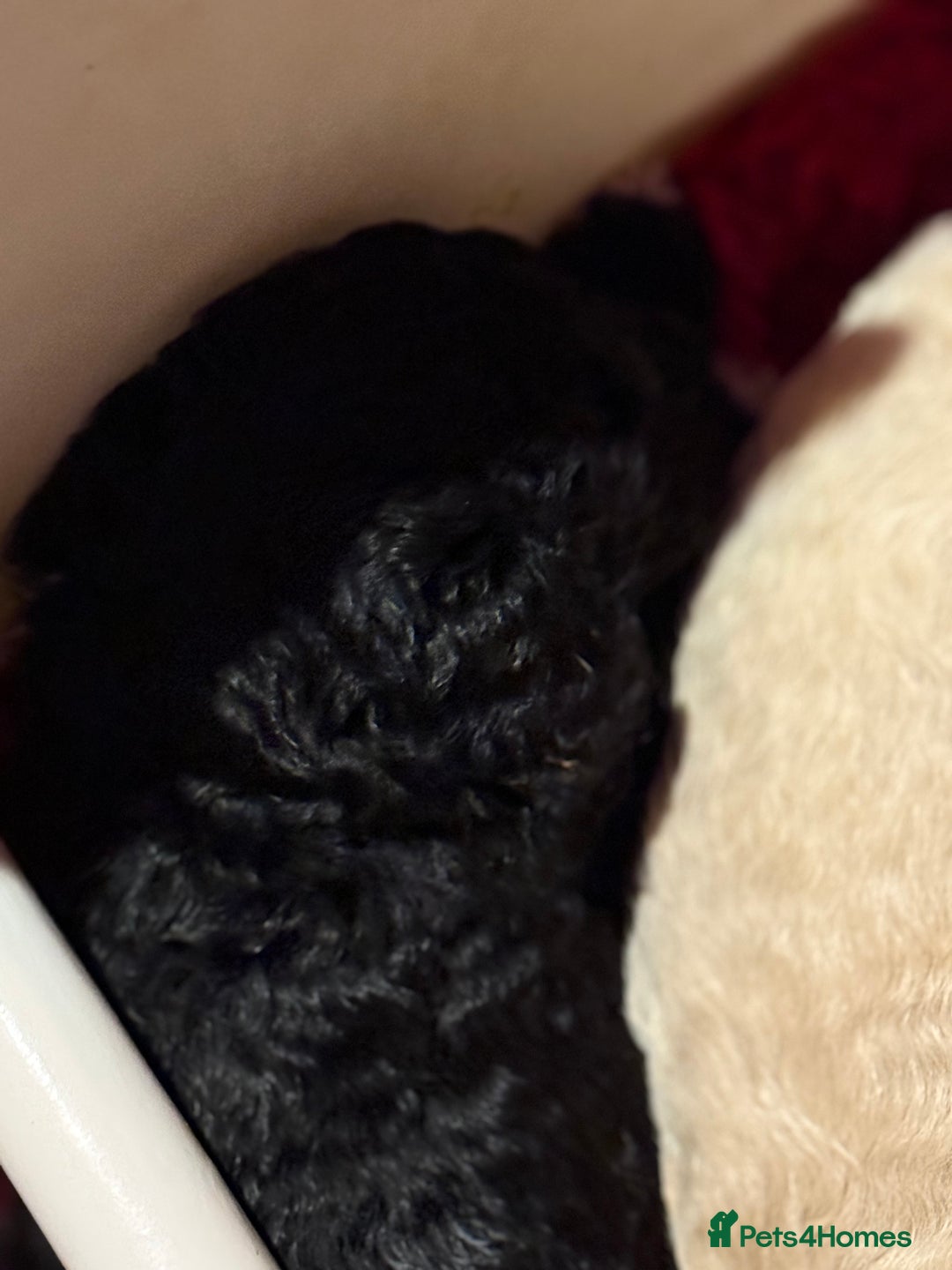 Australian Labradoodle dogs for sale: 5* health tested Australian labradoodles - Image 12