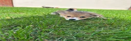 Welsh Corgi Pembroke dogs for sale: Welsh Pembroke corgi - Advert 15