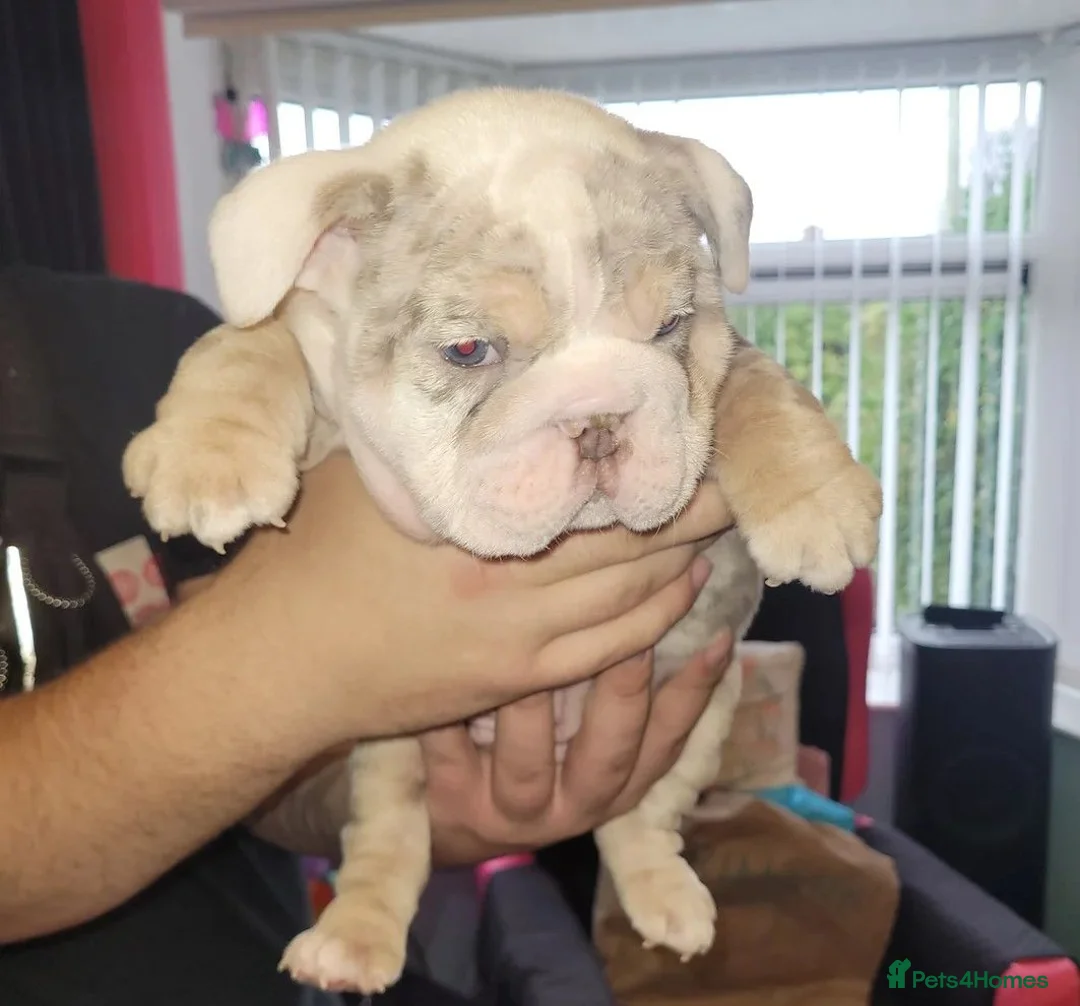 English Bulldog dogs for sale: Stunning English Bulldog Puppies  - Advert 2