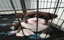 Boxer dogs for stud: KC REGISTERED BRINDLE & WHITE PROVEN STUD.   in Mexborough - Image 17