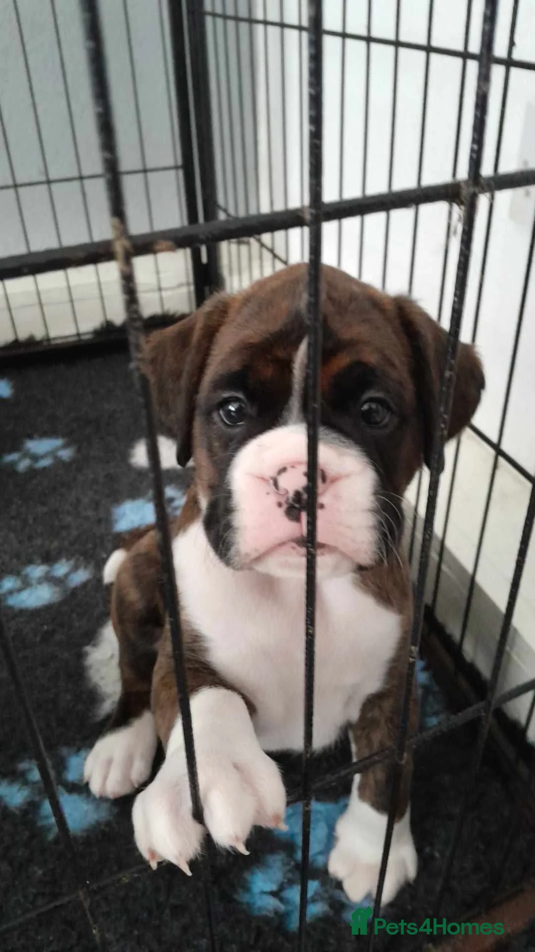 Boxer dogs for stud: KC REGISTERED BRINDLE & WHITE PROVEN STUD.   in Mexborough - Advert 17