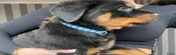 Rottweiler dogs for sale: Beautiful full bread Rottweiler pups  - Advert 9