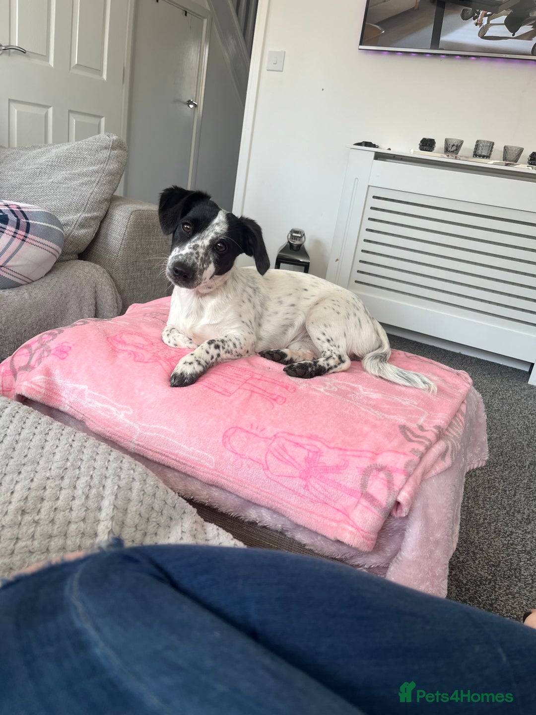 Mixed Breed dogs for sale: Jack Russell Cross - Advert 3