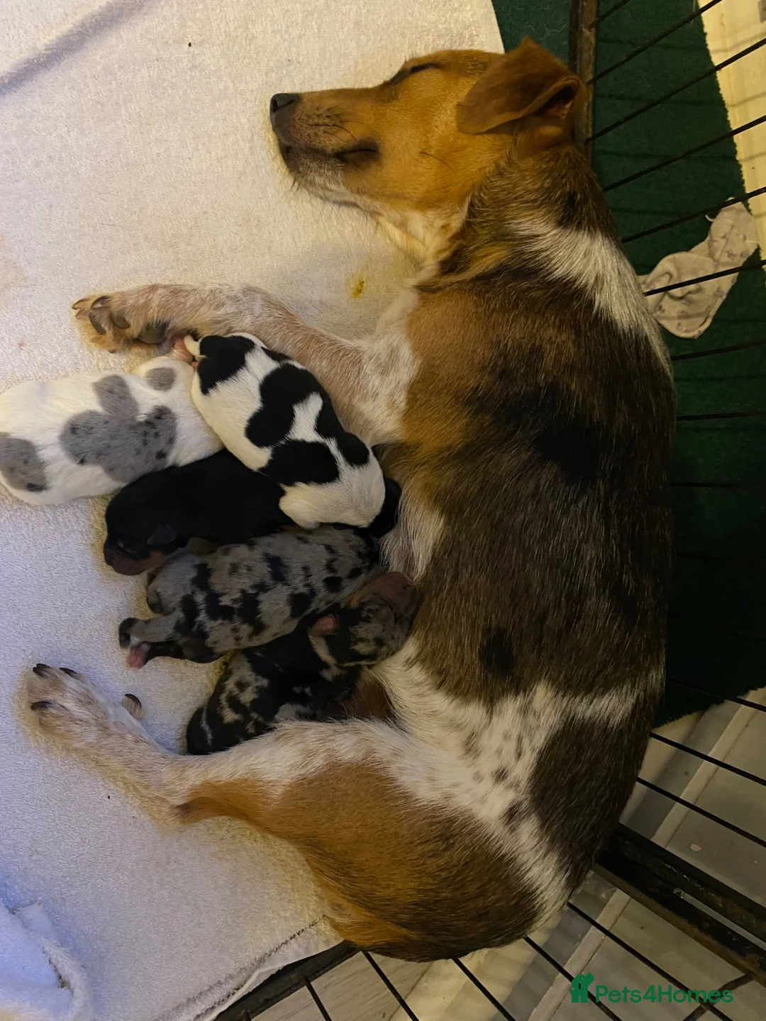Jack Russell dogs for sale: Jack Russell puppies - Advert 16