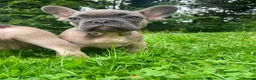 French Bulldog dogs for sale: French bulldog puppies ready now  - Advert 7