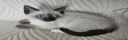 Snowshoe cats for sale: Rare pedigree snowshoe kittens - Advert 19