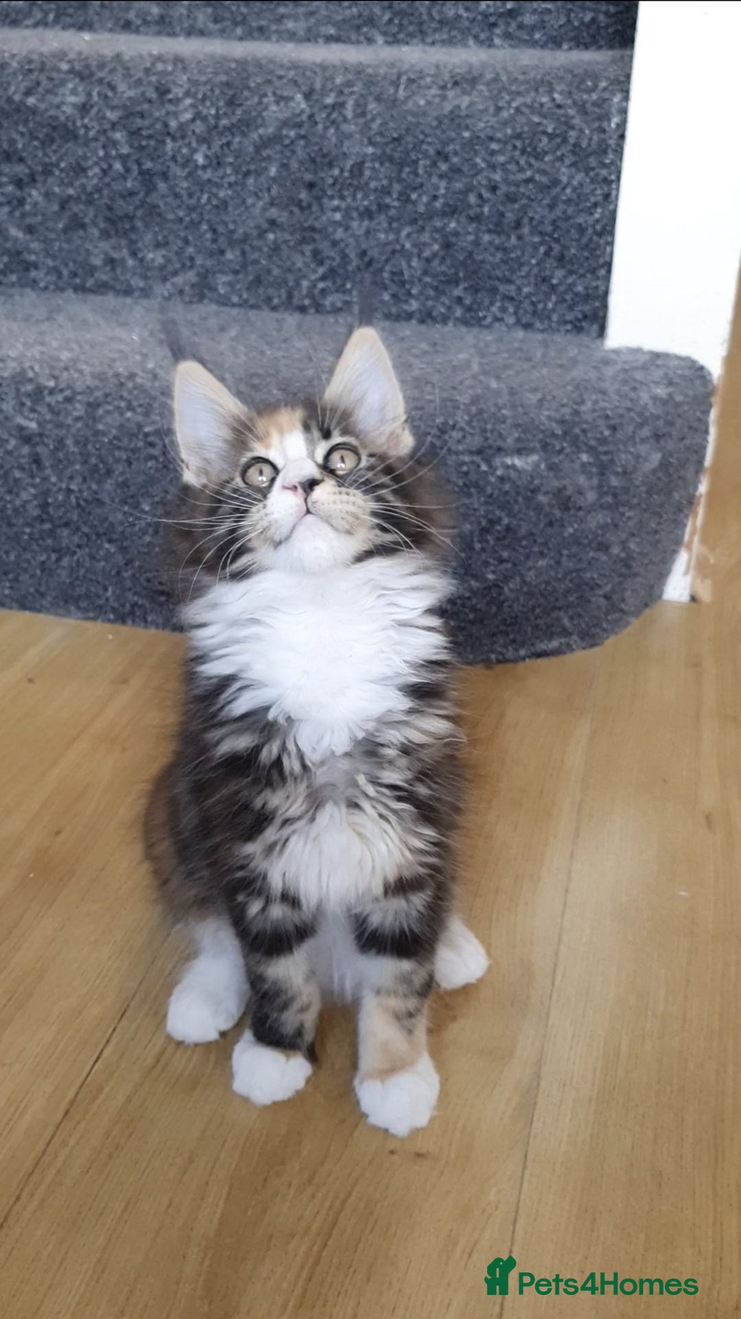 Maine Coon cats for sale: pure reg maine coon kittens - Image 10