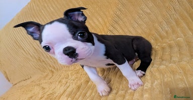 Boston Terrier dogs - Advert 3