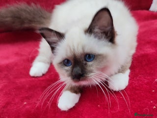 Birman cats - Advert 2