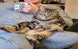 Bengal cats for sale: Two beautiful marbled bengal sisters - Image 3