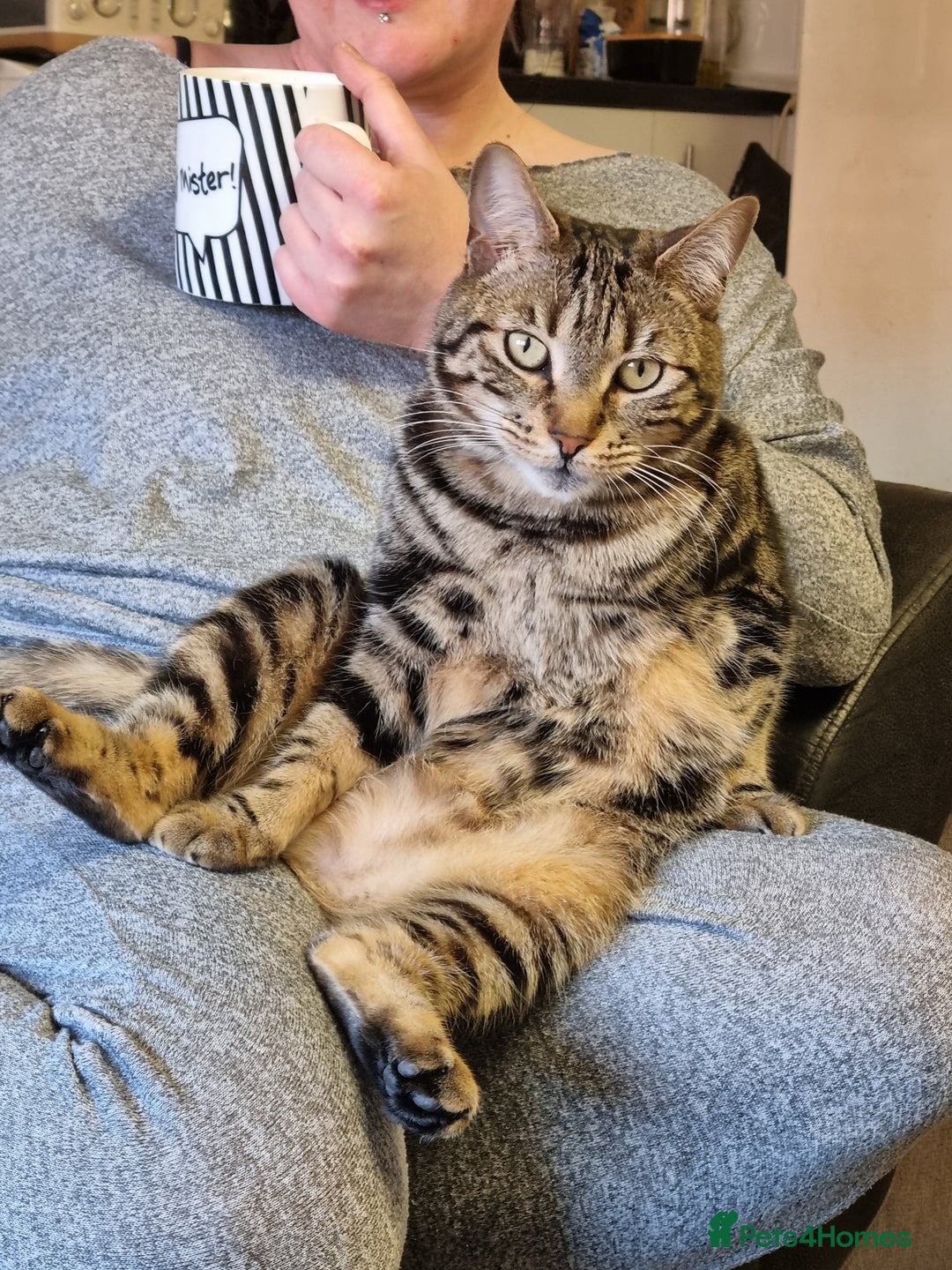 Bengal cats for sale: Two beautiful marbled bengal sisters - Image 3