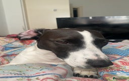 Patterjack dogs for sale: Spot  - Image 3
